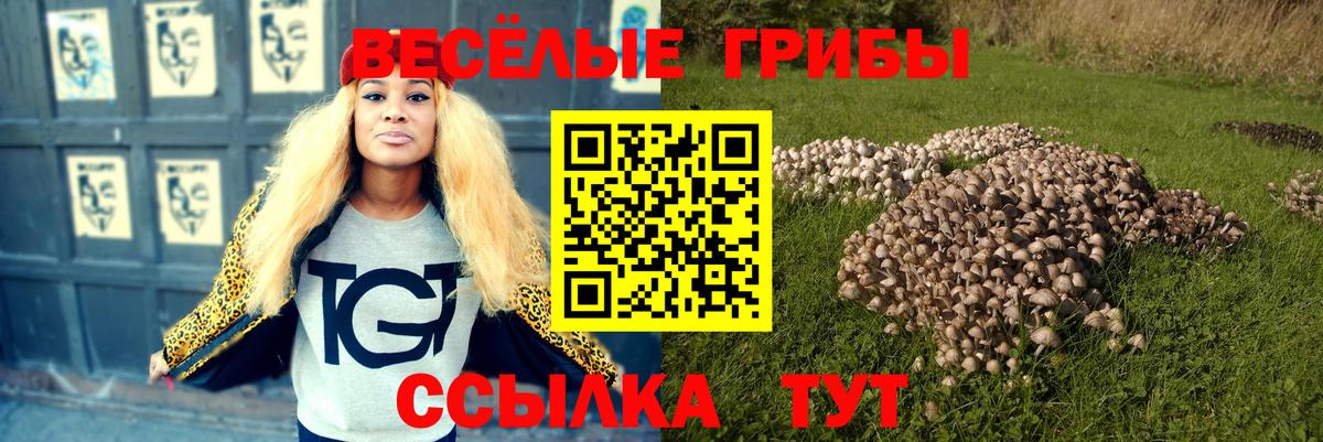Галлюциногенные грибы Psilocybe Кировск